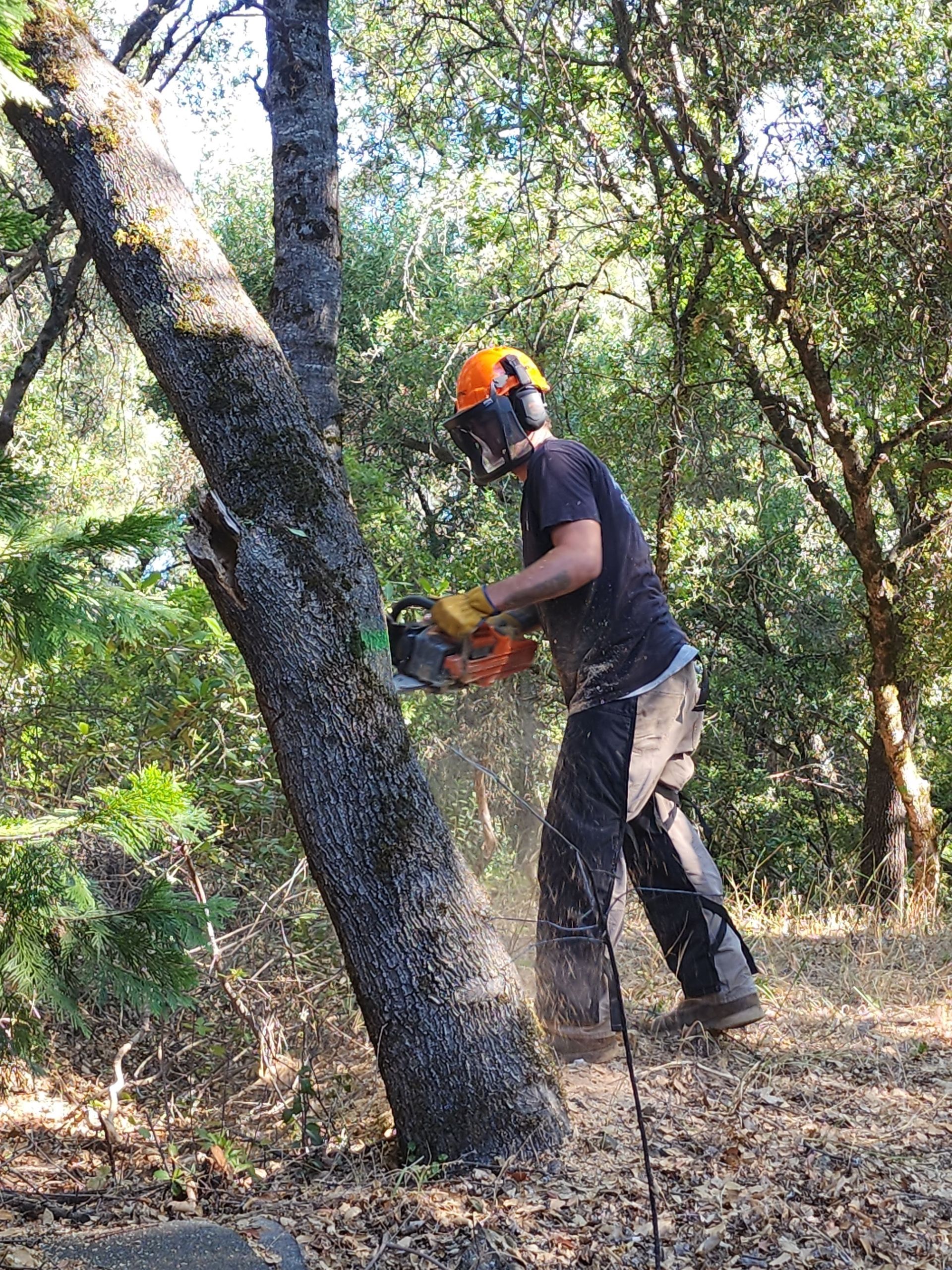 A man is cutting a tree with a chainsaw in the woods.