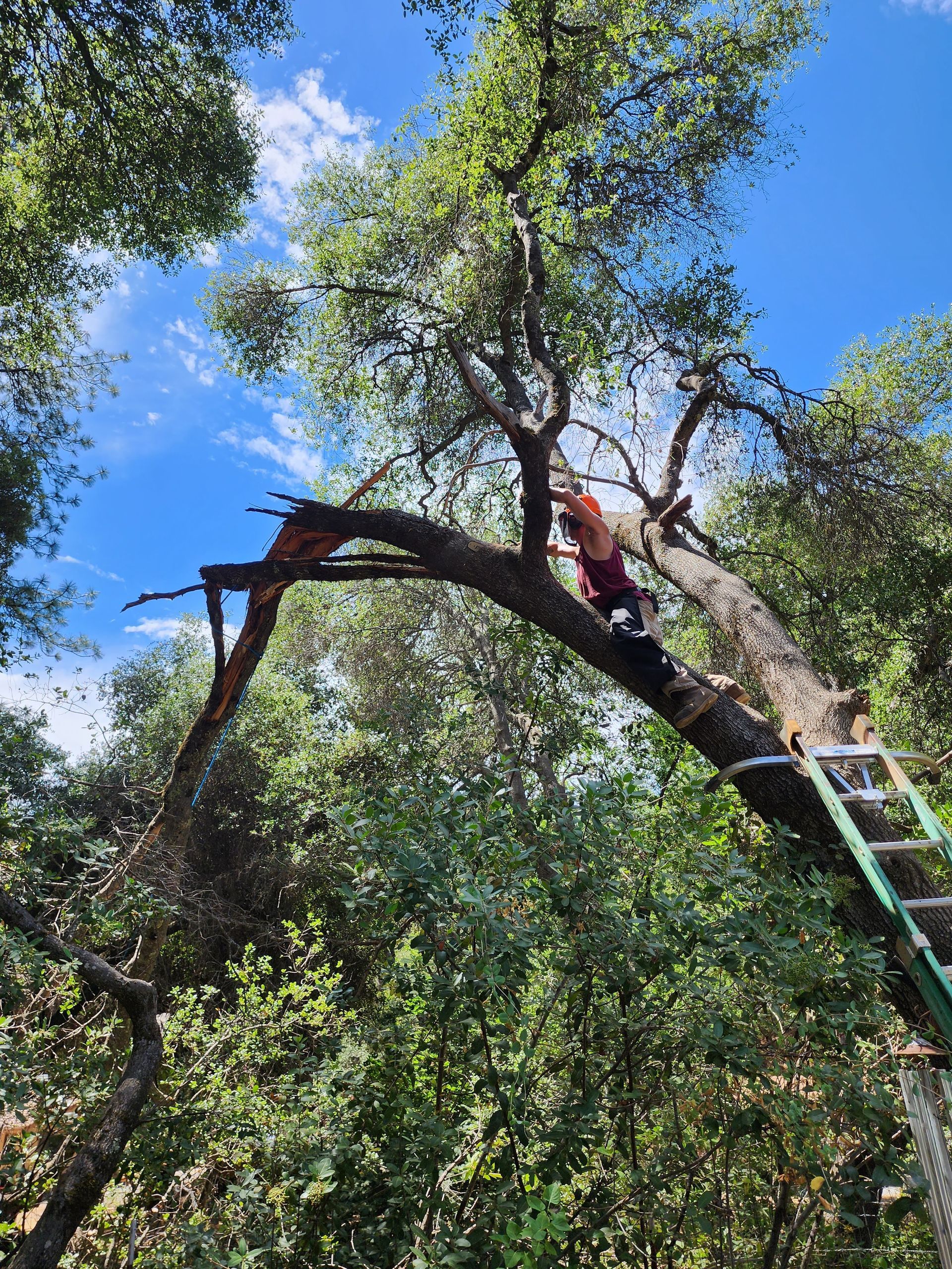 A man is climbing a tree with a ladder.