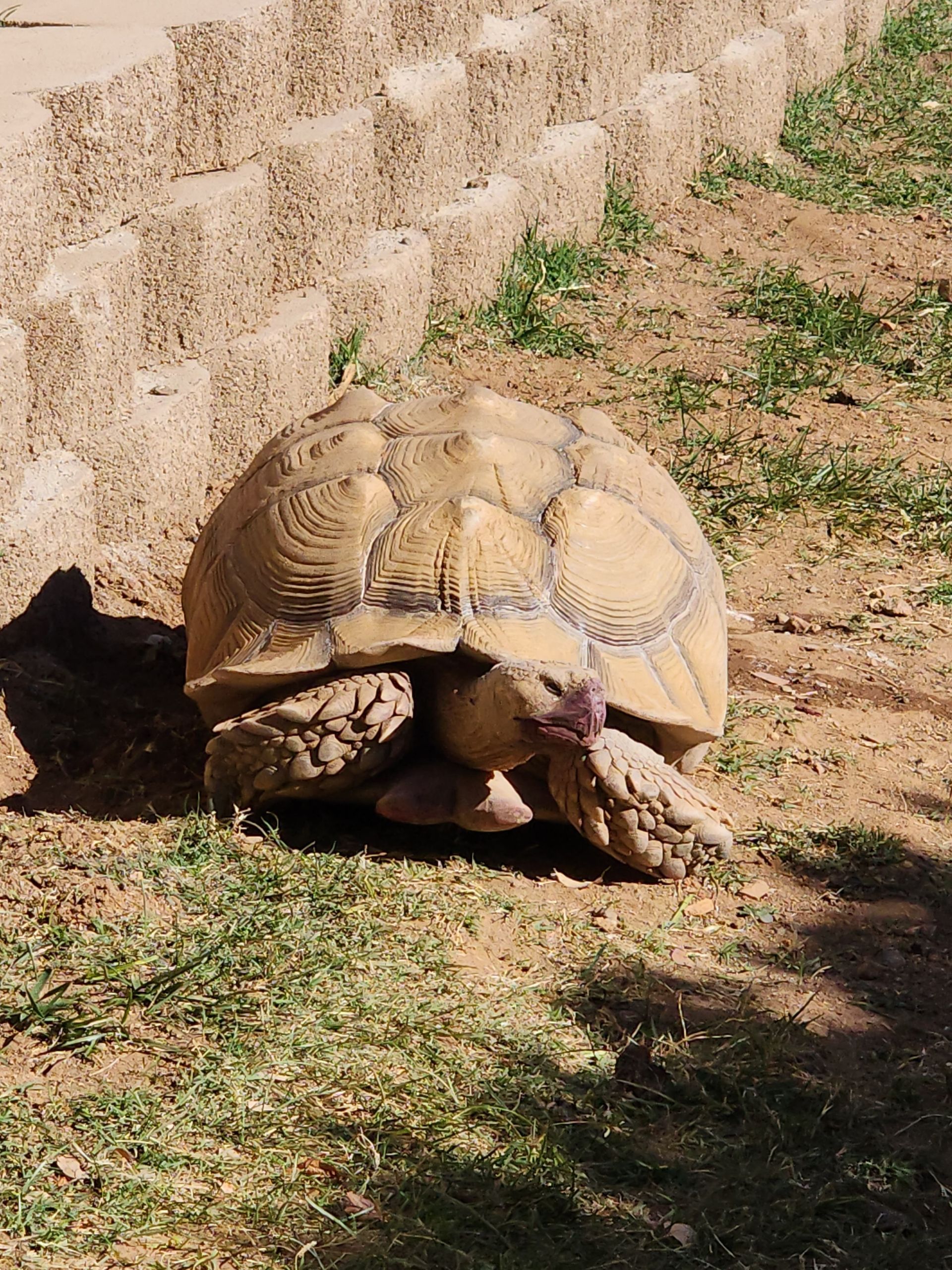 A turtle is crawling on the ground near a wall