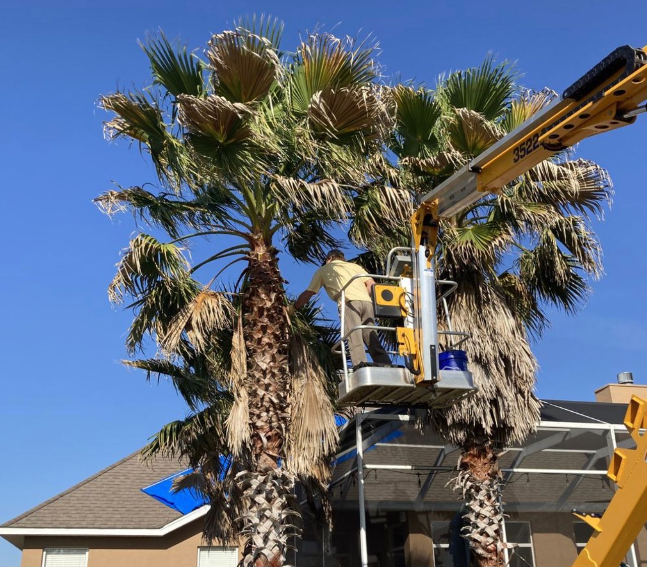 TREE TRIMMING