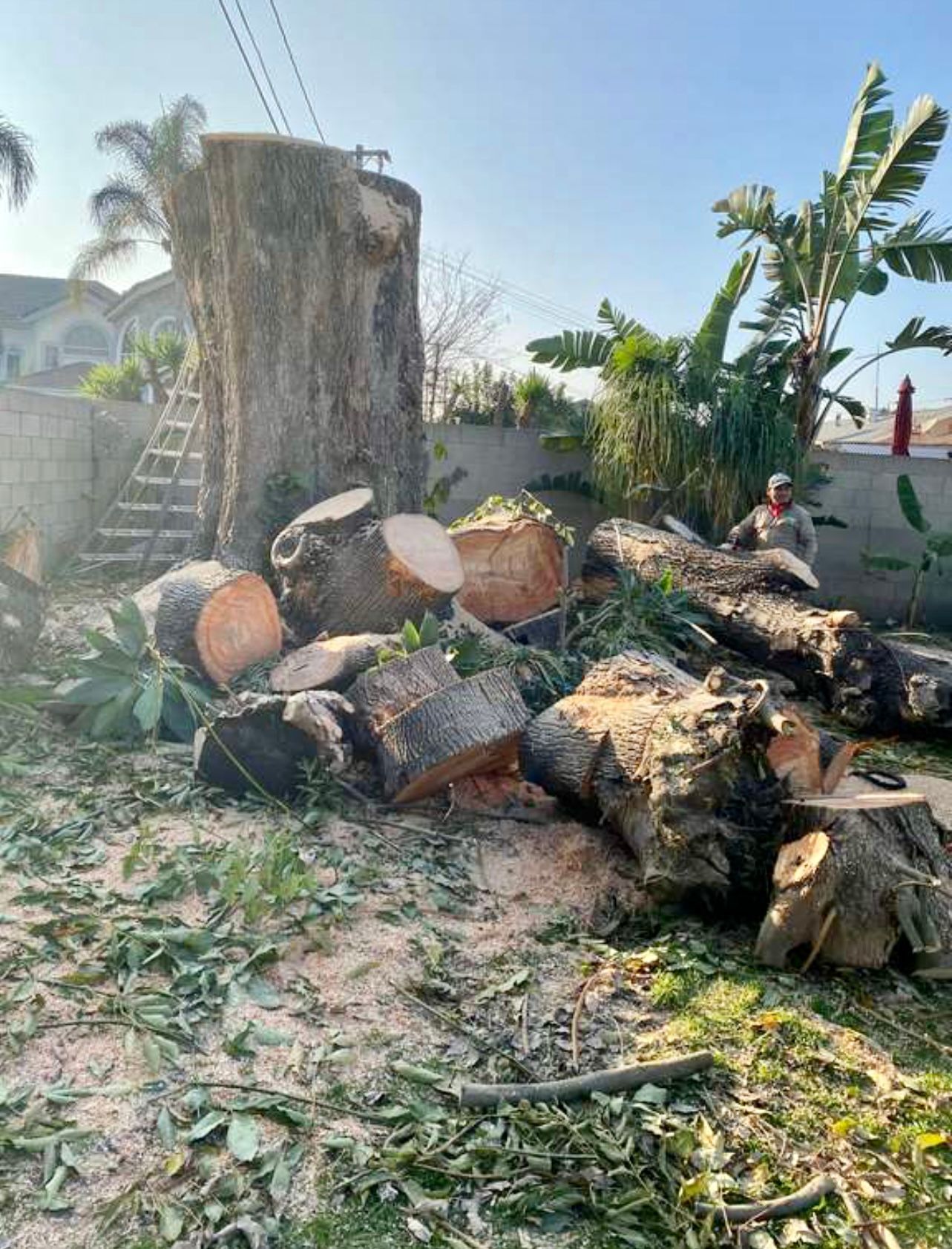 TREE REMOVAL