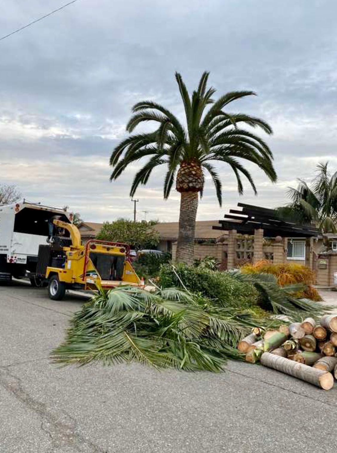 Tree Service 5