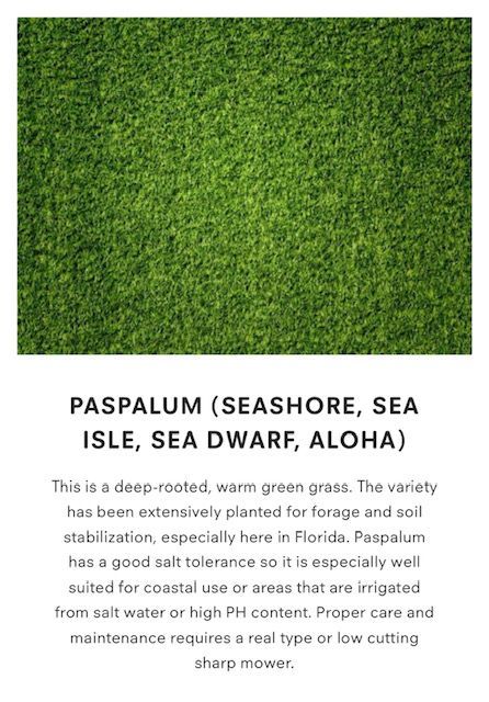 Paspalum