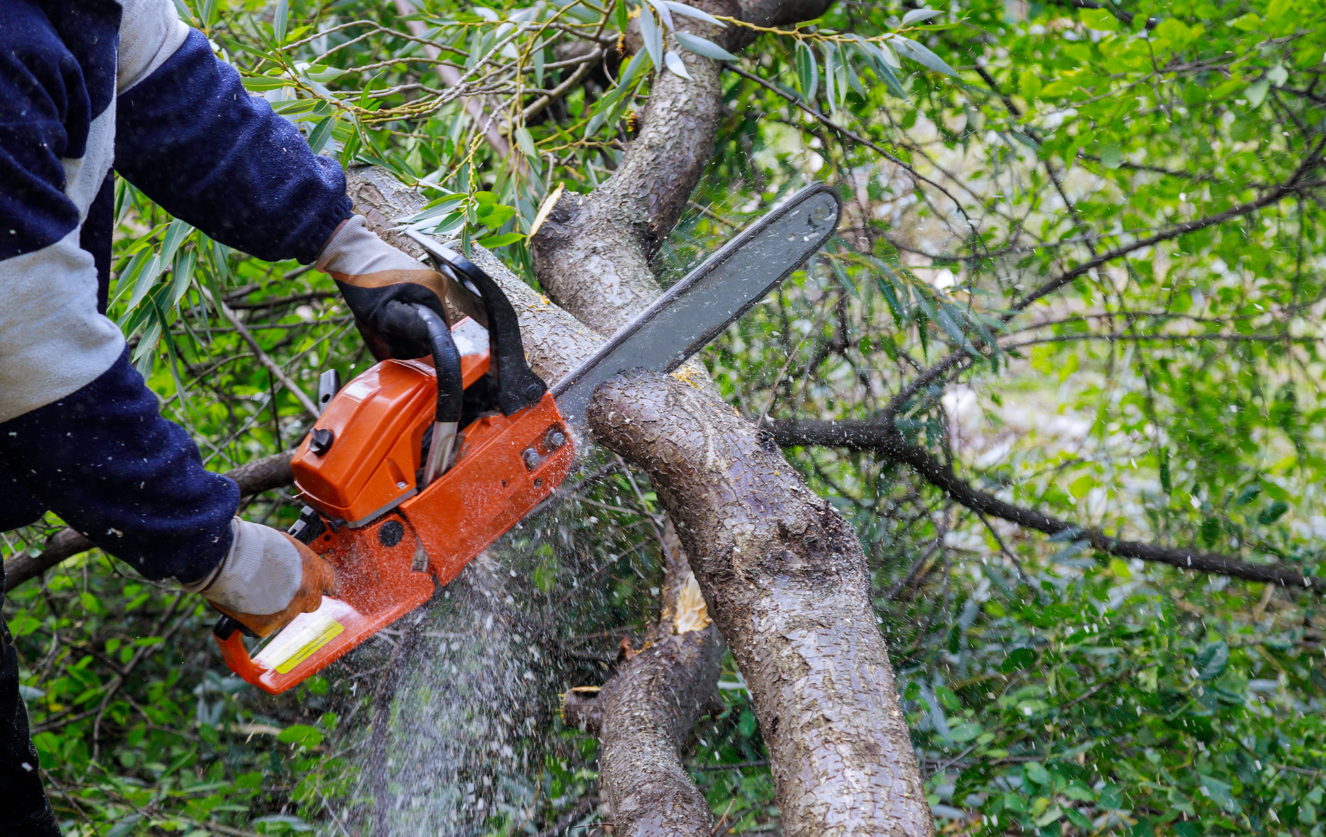 Person using an orange chainsaw to cut a tree branch. Sawdust flies in the air, green foliage in the background.