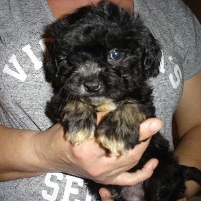A person is holding a small black dog in their hands.