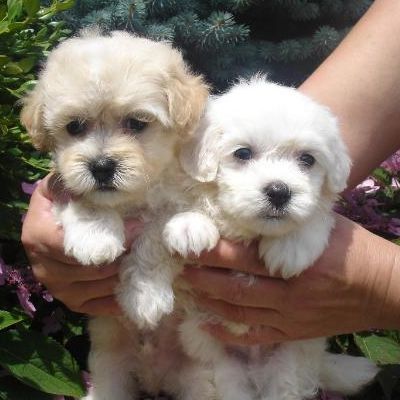 A person is holding two small white puppies in their hands