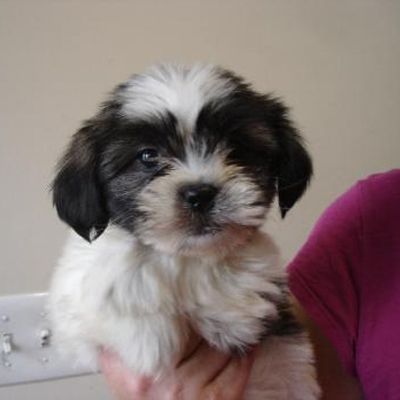 A person is holding a black and white puppy in their hands.