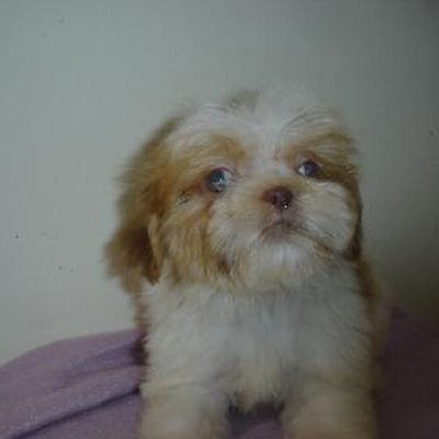 A small brown and white puppy is sitting on a purple blanket.