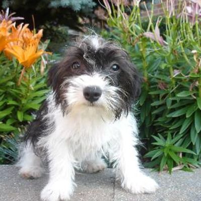 A small black and white dog is standing in front of flowers.