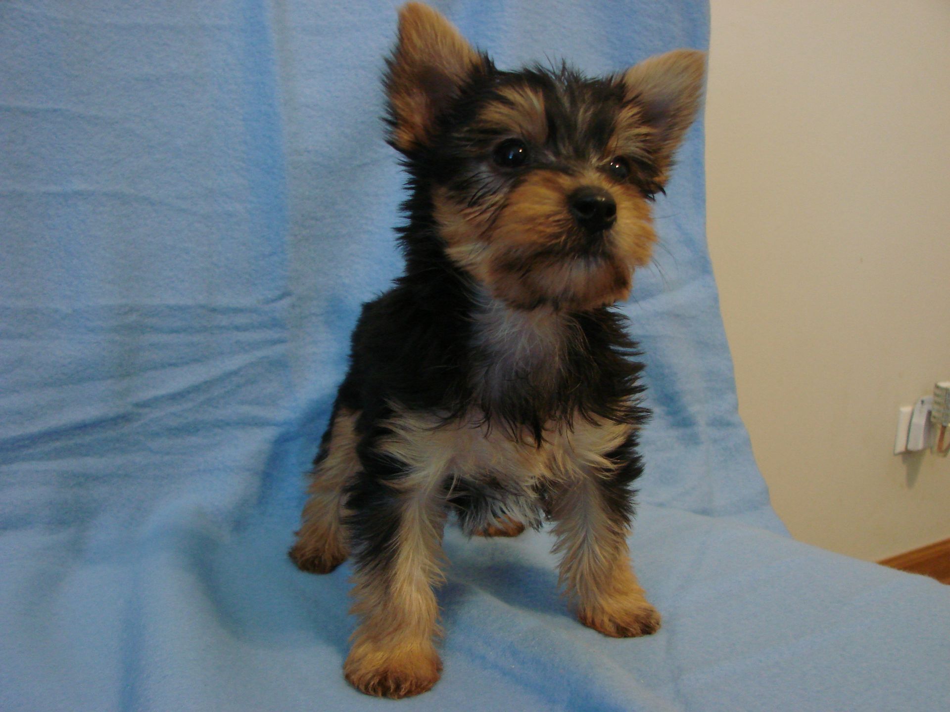 A small dog is standing on a blue blanket