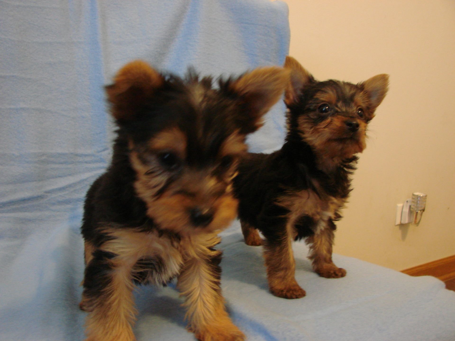 Two puppies standing next to each other on a blue blanket