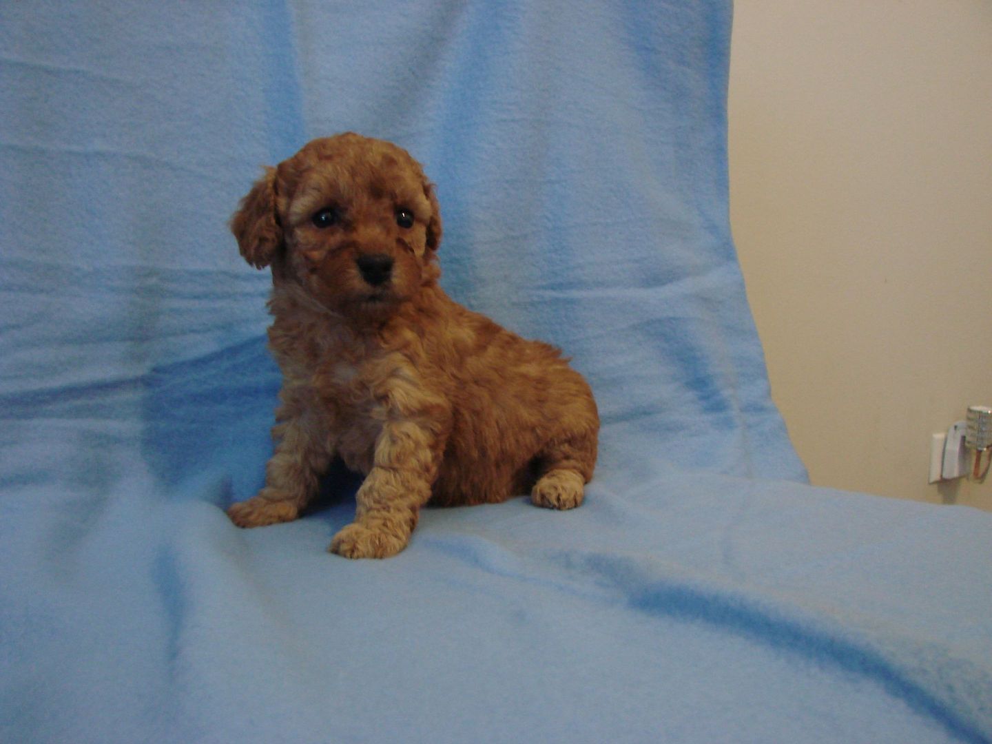 A small brown puppy is sitting on a blue blanket
