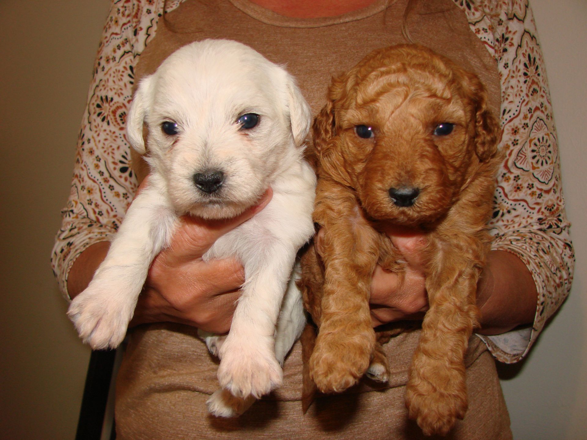 A woman is holding two puppies in her hands one white and one brown