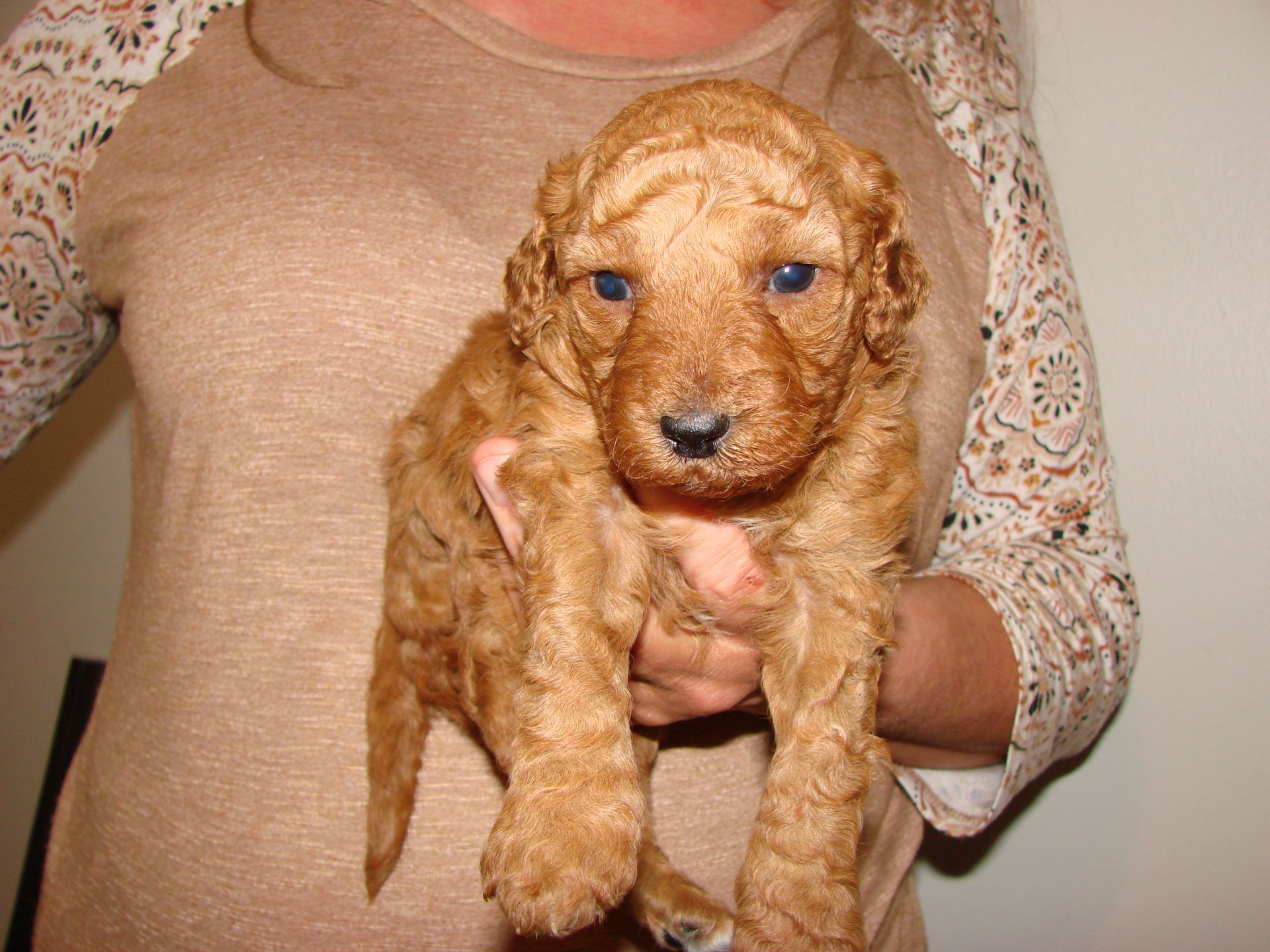 A woman is holding a brown puppy with blue eyes