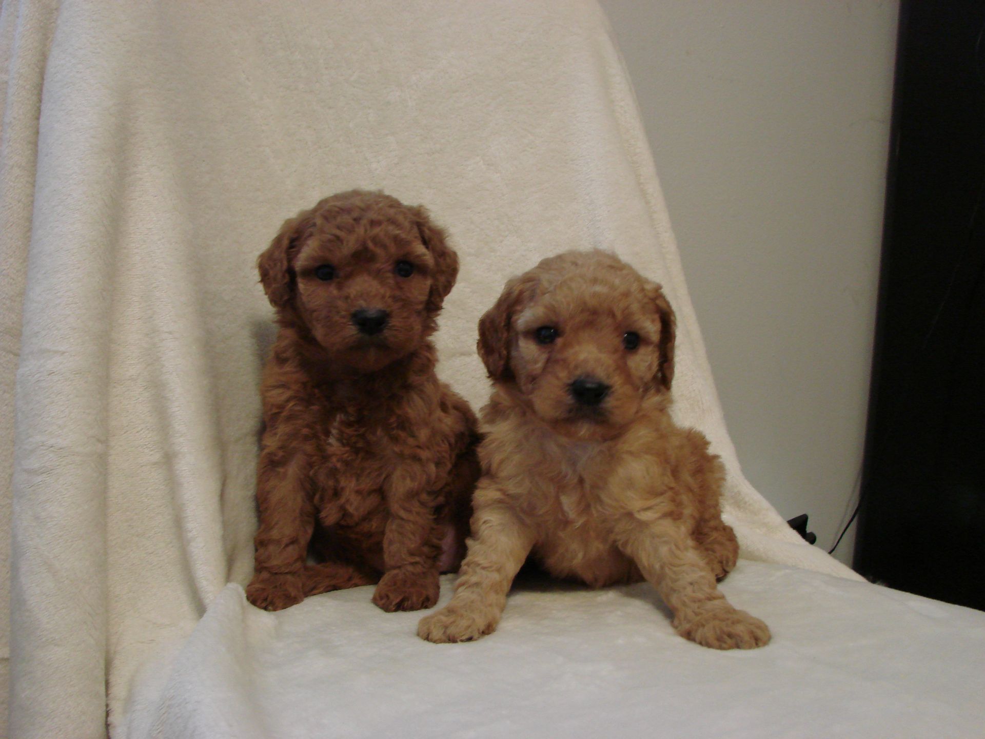 Two brown puppies are sitting on a white blanket