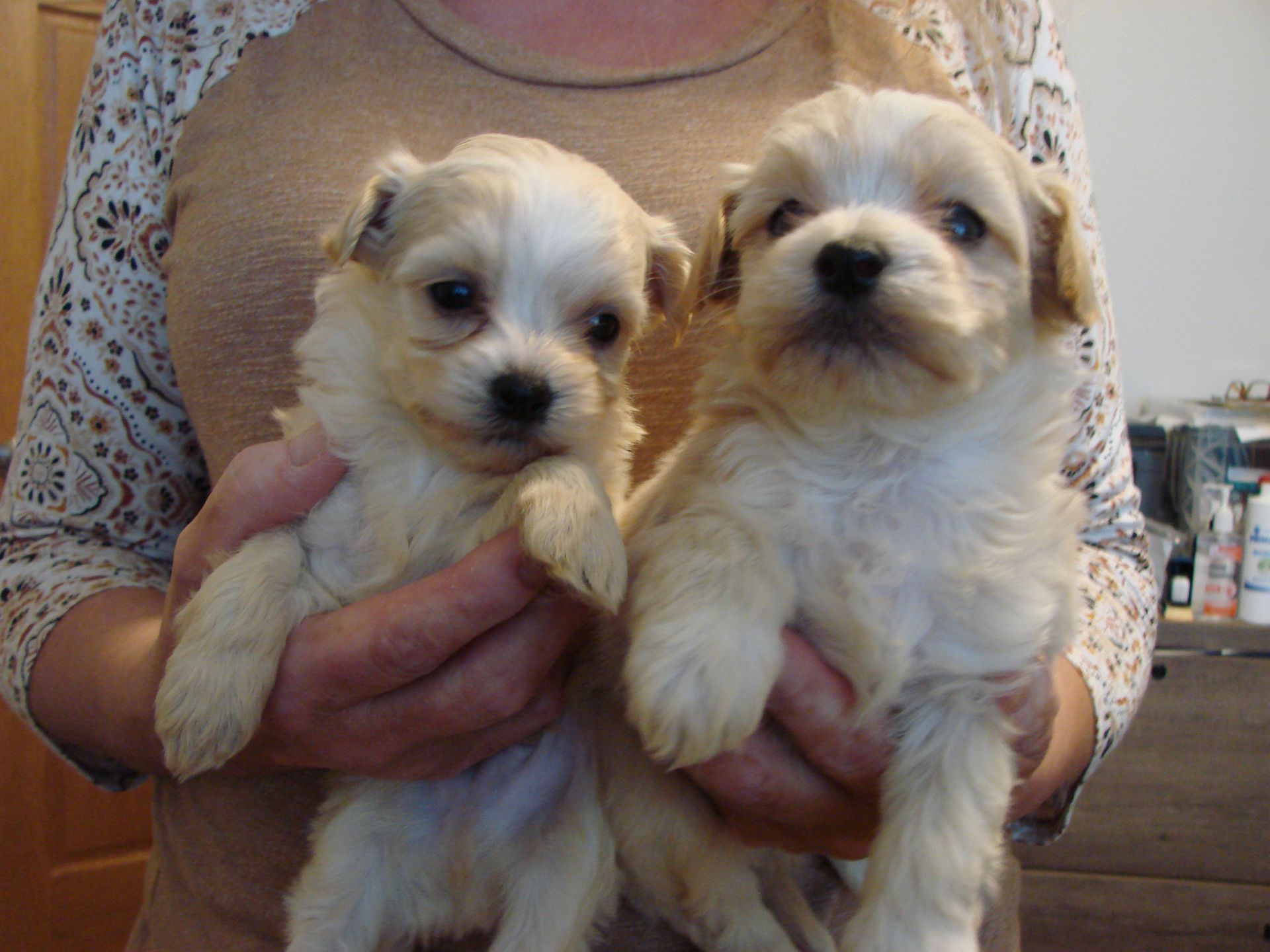 A woman is holding two small puppies in her hands