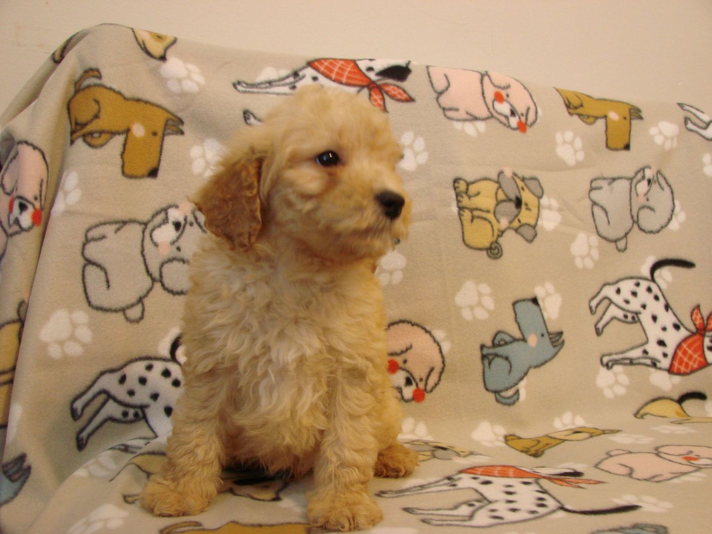 A small puppy is sitting on a blanket with dogs on it