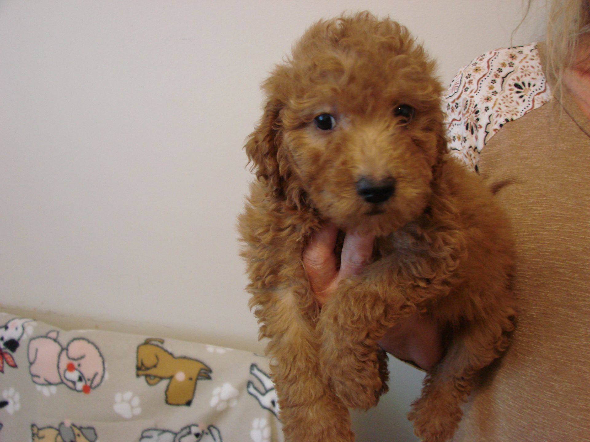 A person is holding a small brown puppy in their arms
