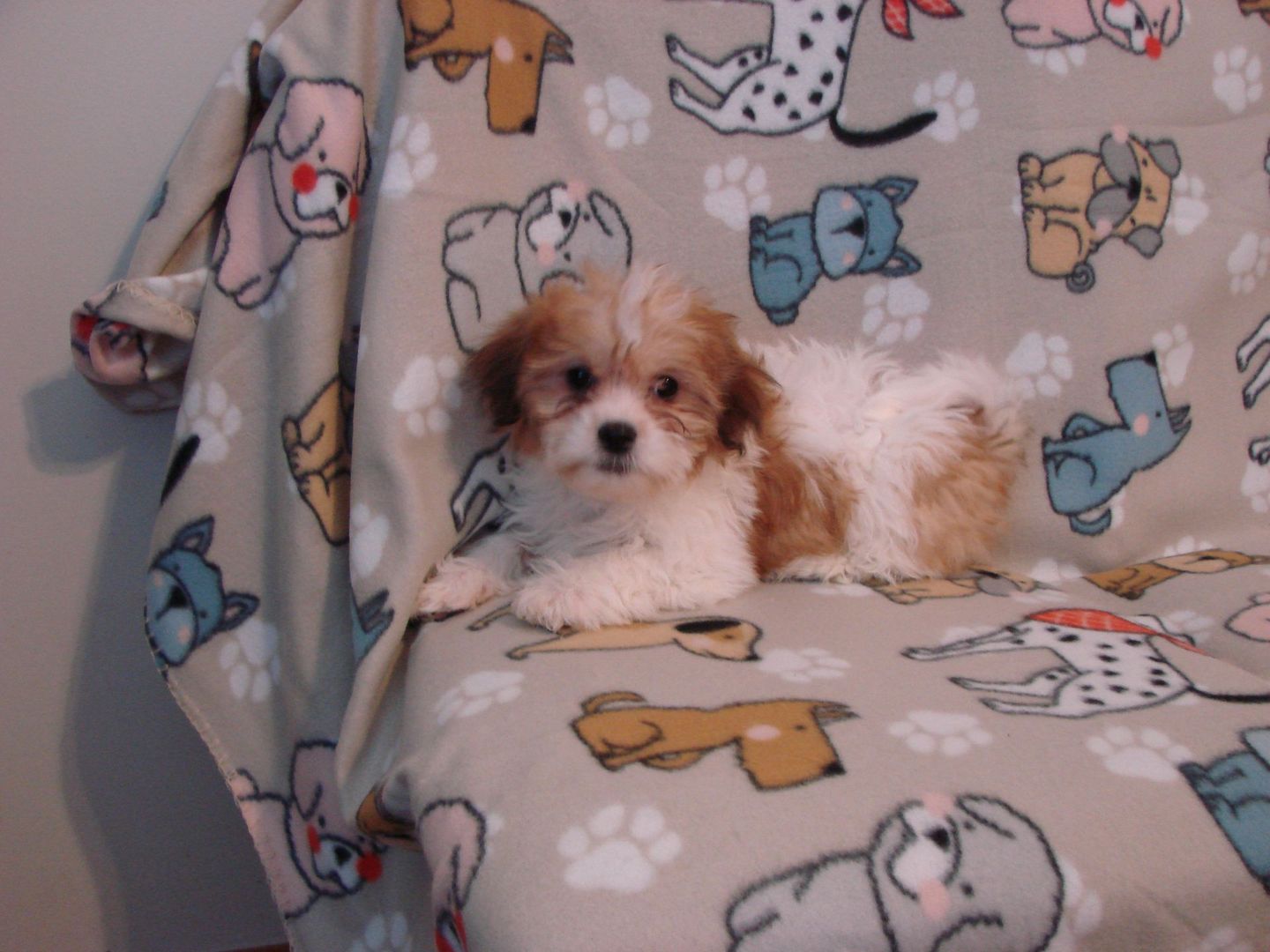 A brown and white puppy is laying on a blanket with dogs on it