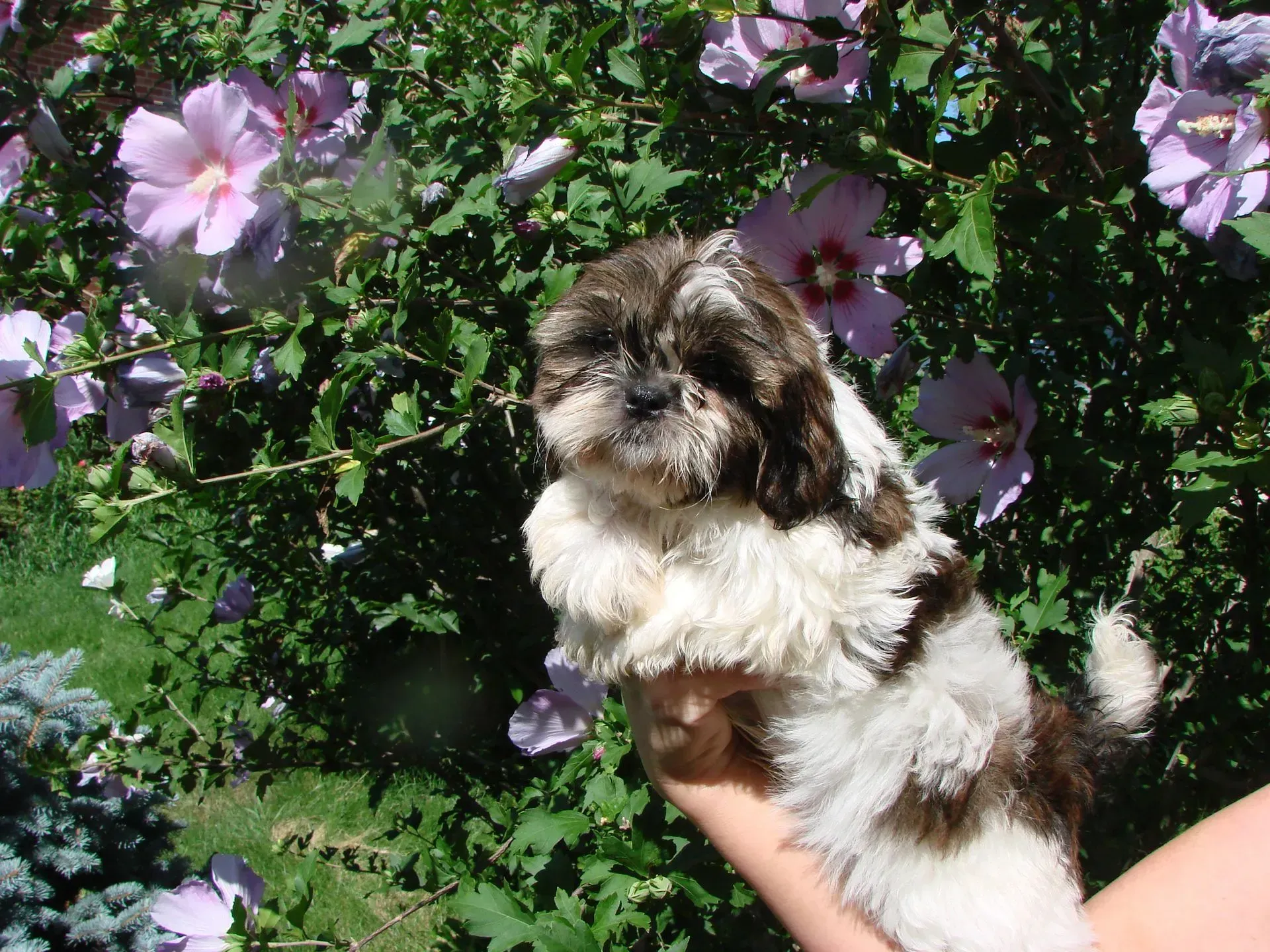 A person is holding a brown and white dog in front of purple flowers