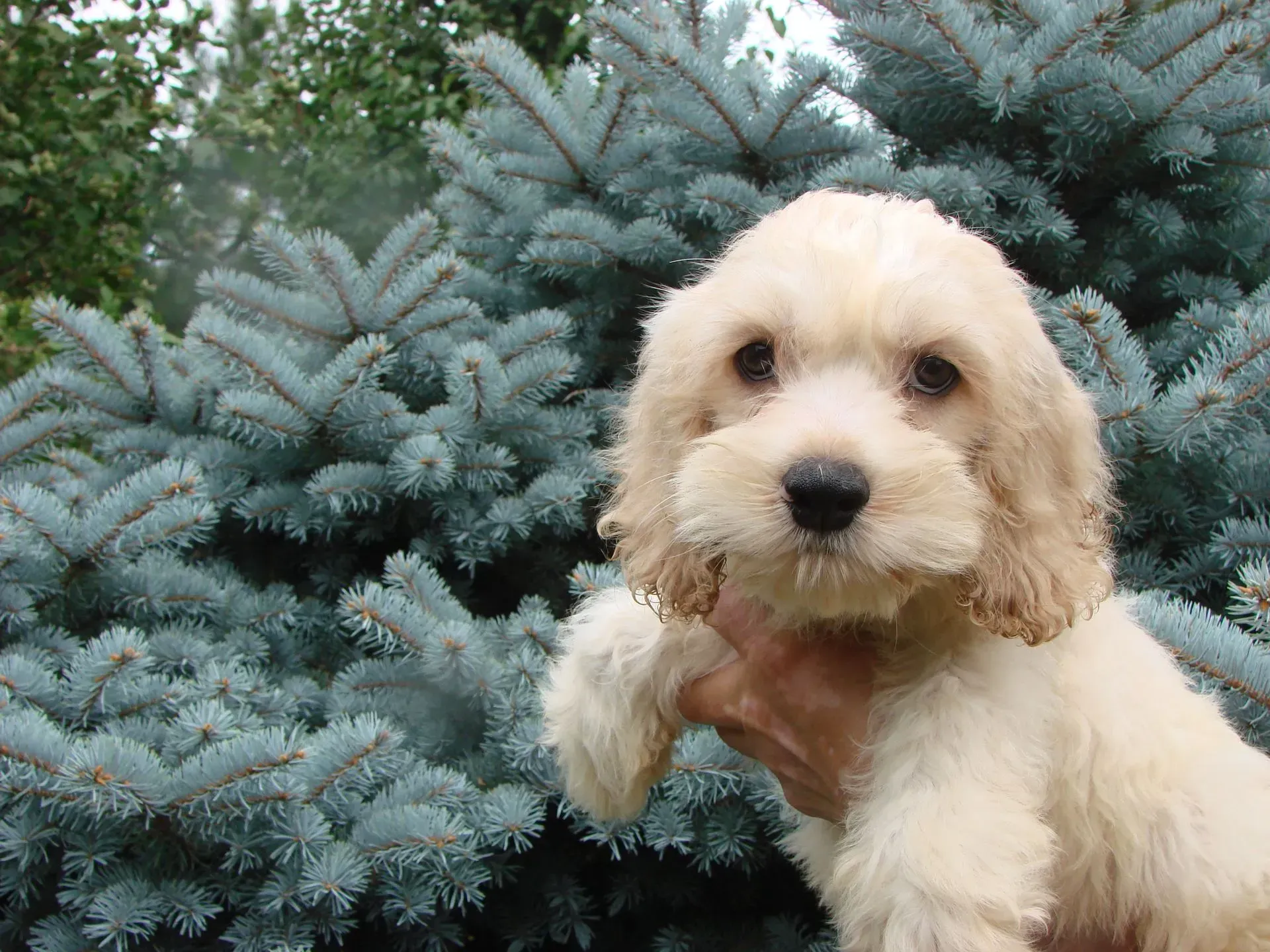 A person is holding a small white puppy in front of a blue pine tree.
