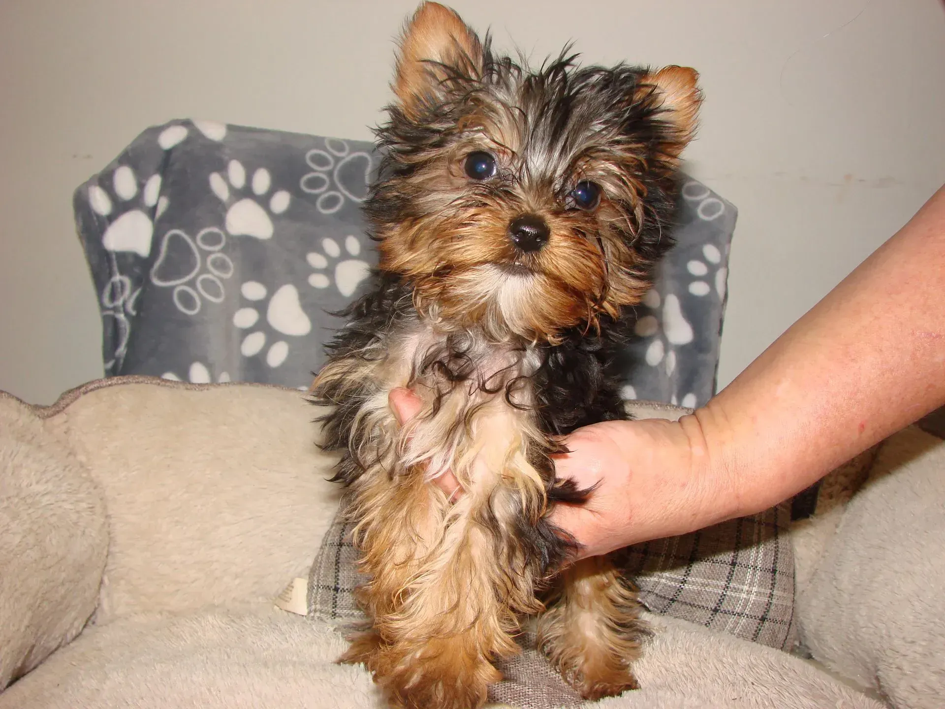 A person is holding a small dog on a chair.