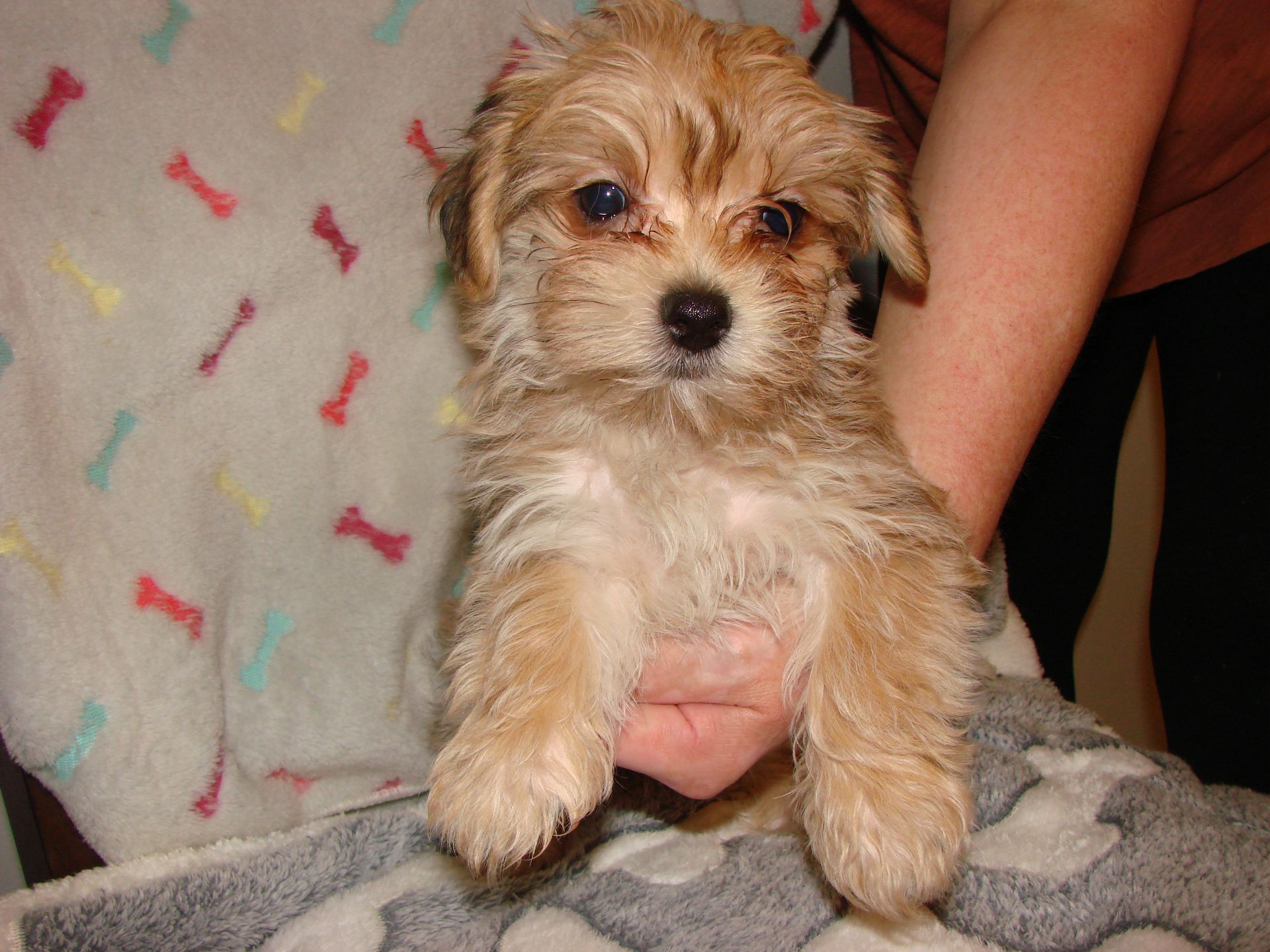 A person is holding a small puppy on a blanket with bones on it