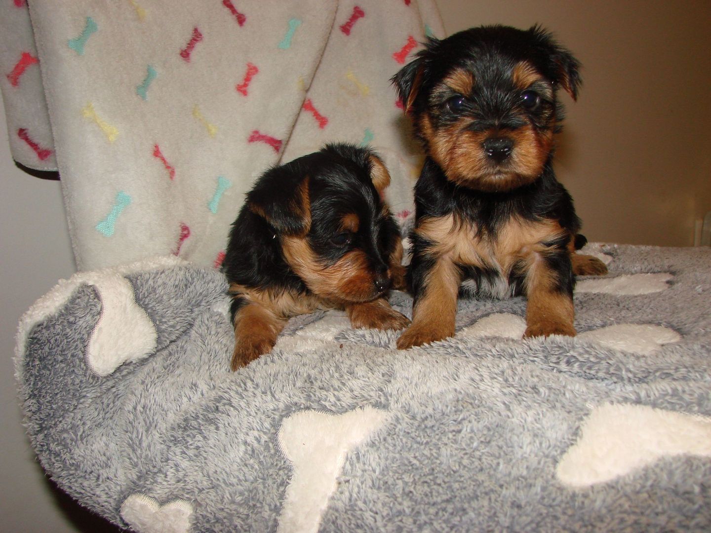 Two puppies are sitting on a blanket with bones on it