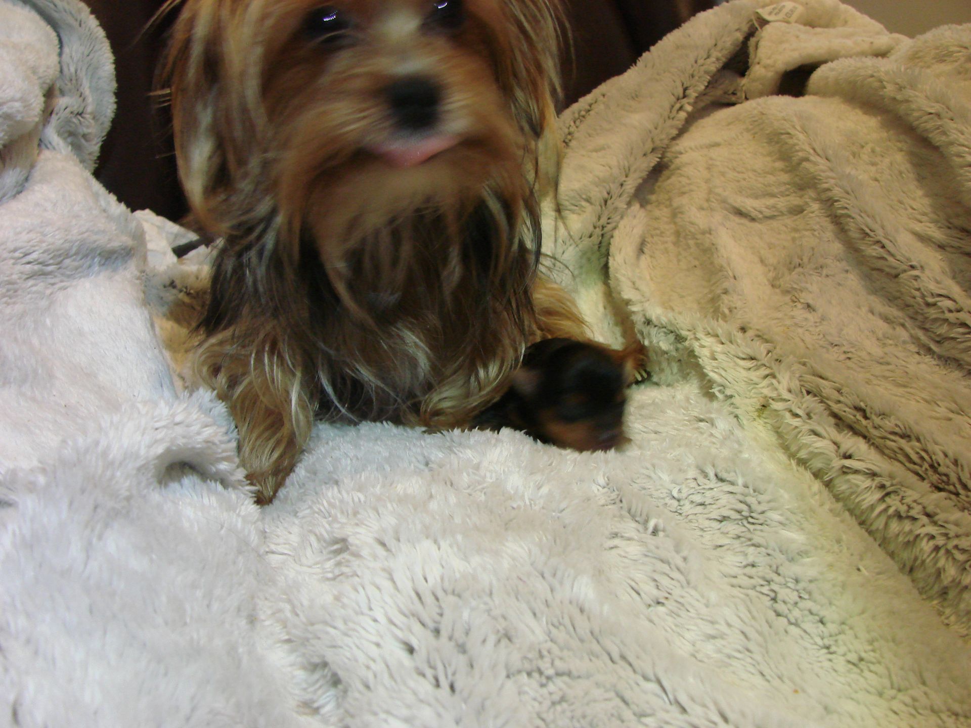A small dog is laying on a white blanket