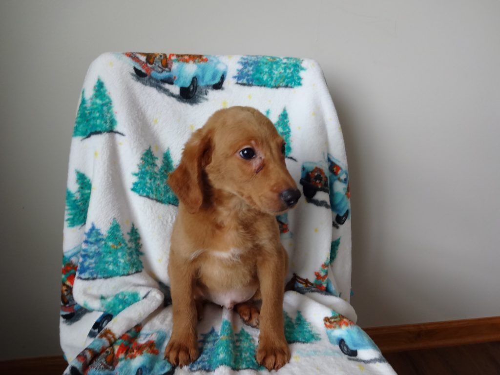 A brown puppy is sitting on a blanket on a chair.