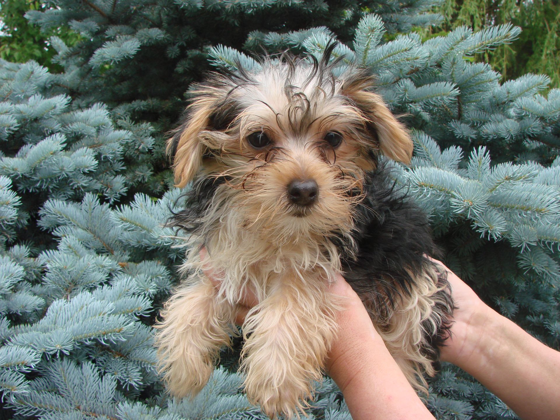 A person is holding a small dog in front of a tree