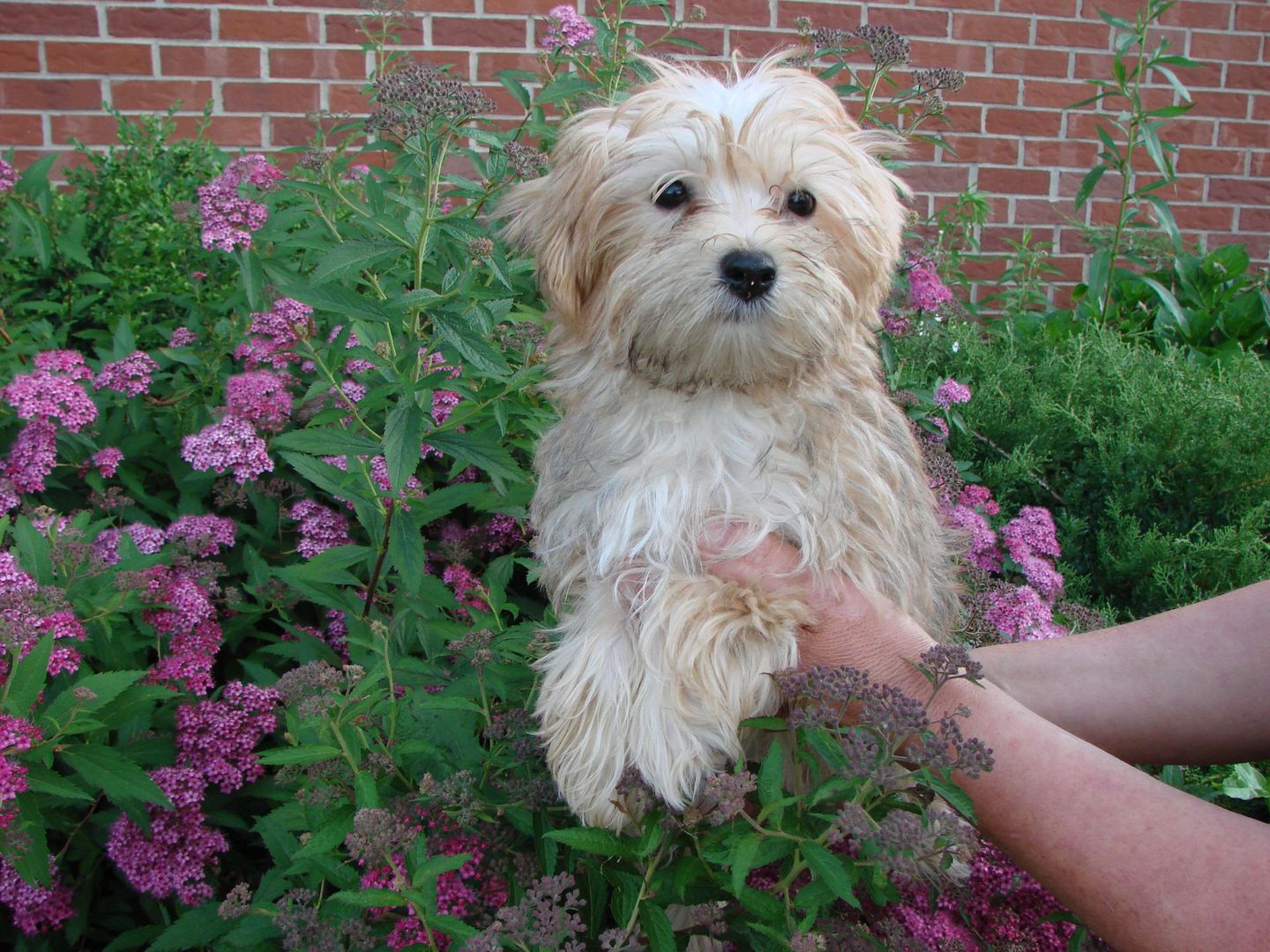A person is holding a small dog in front of a bush of pink flowers.