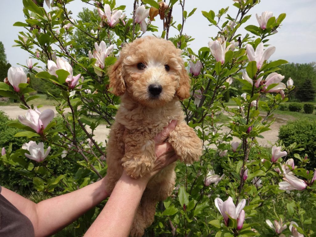 A person is holding a puppy in front of a bush with flowers.