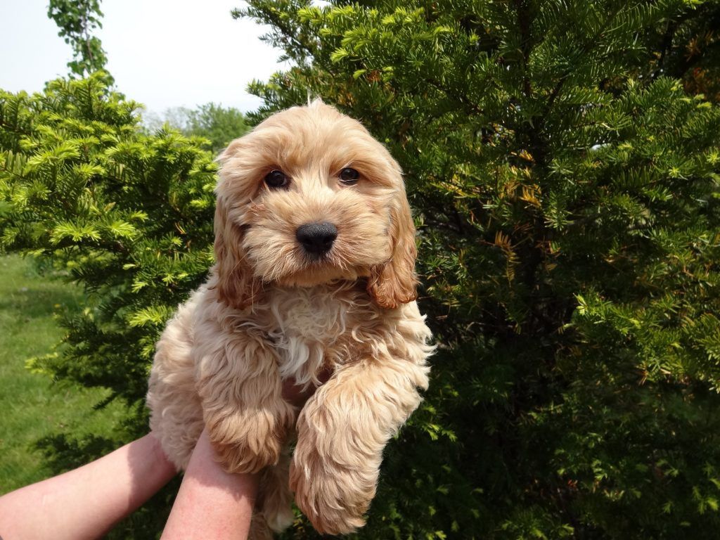 A person is holding a small brown puppy in their hands.