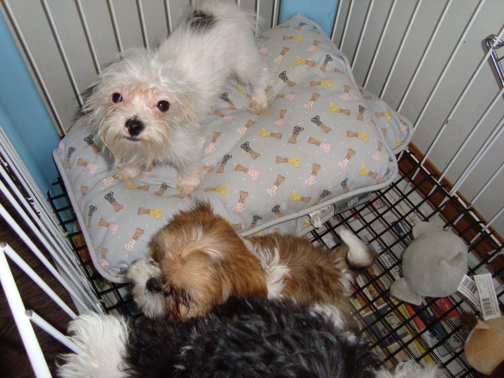 Three small dogs are laying on a blanket in a cage