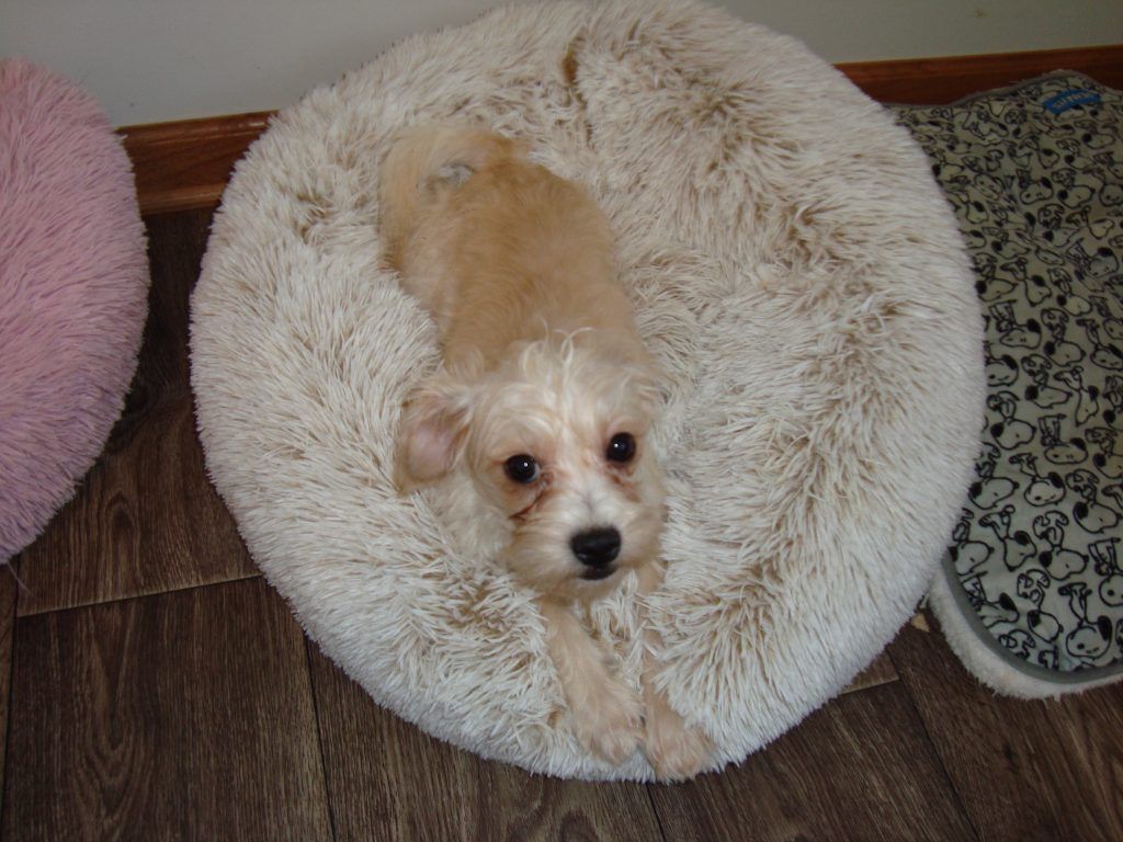 A small dog is laying in a white fluffy dog bed.
