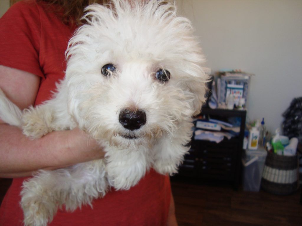 A woman is holding a small white dog in her arms.