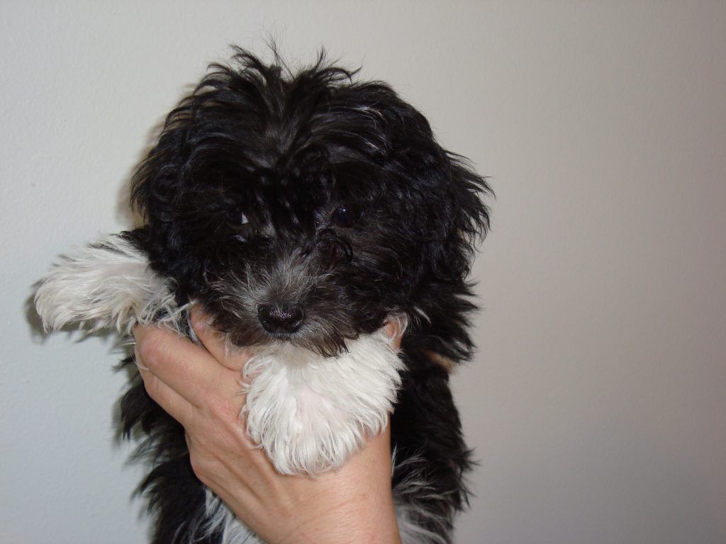 A person is holding a small black and white puppy
