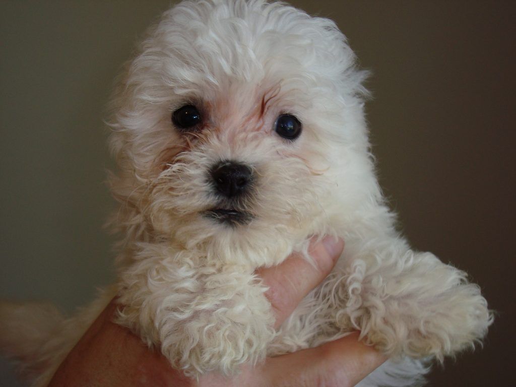 A person is holding a small white puppy in their hand.