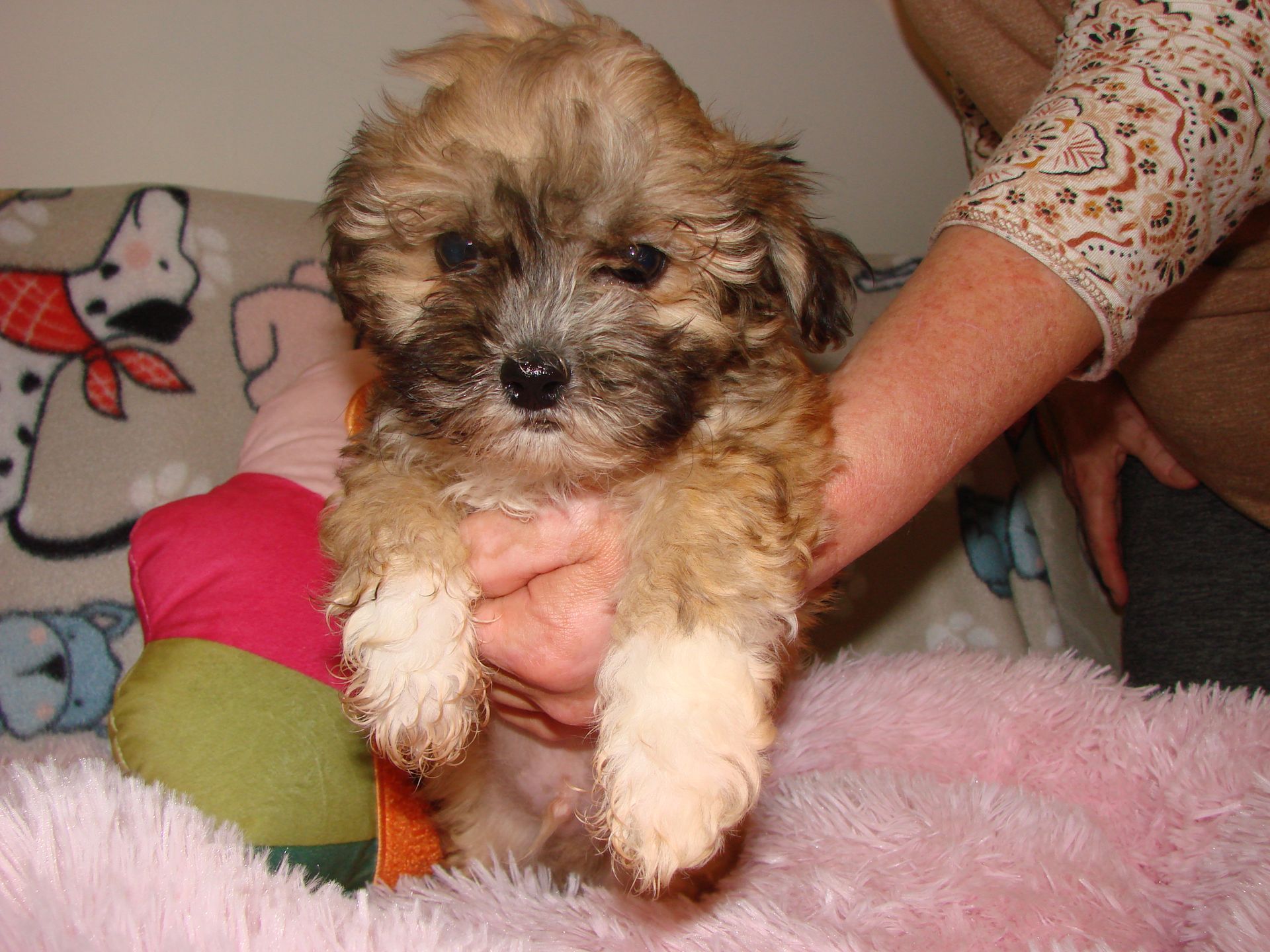 A small brown dog is laying on a blanket with dogs on it