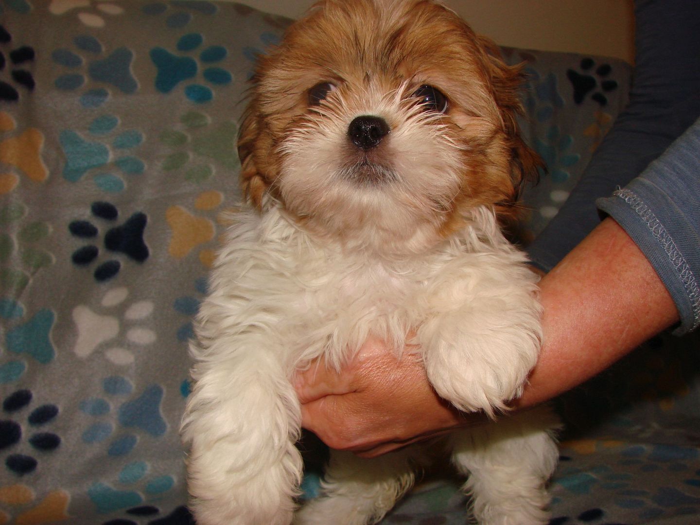A person is holding a brown and white puppy in their arms.