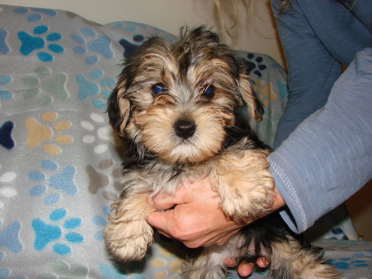 A person is holding a brown and white puppy in their arms.