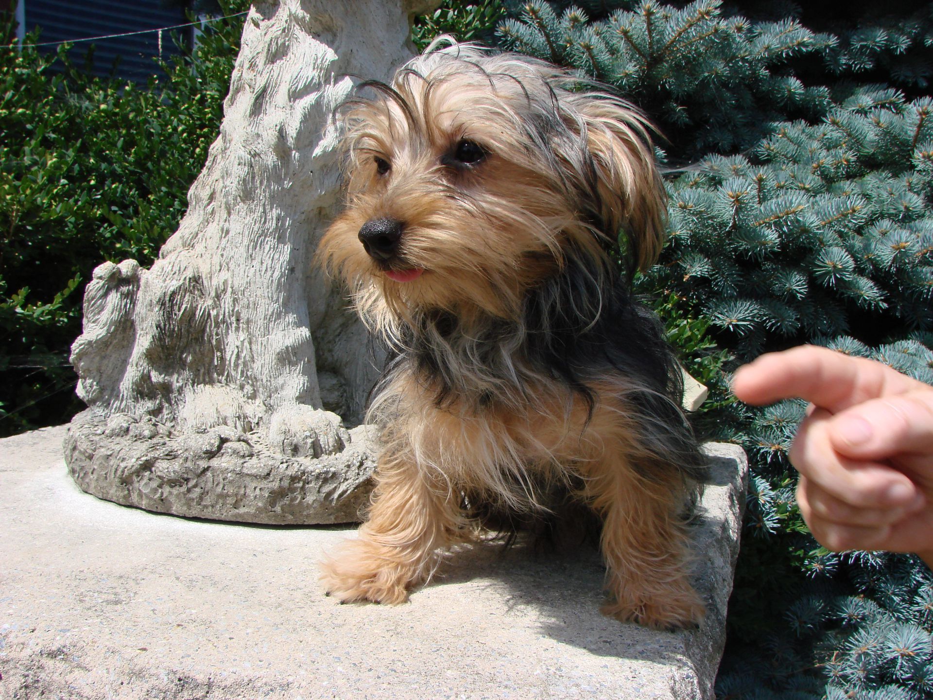 A person is pointing at a small dog sitting on a rock