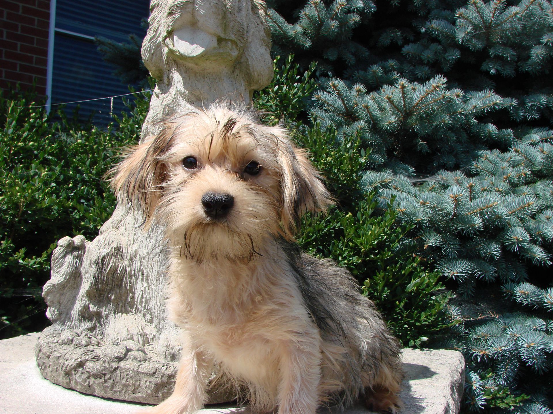 A small dog is sitting next to a statue of an angel