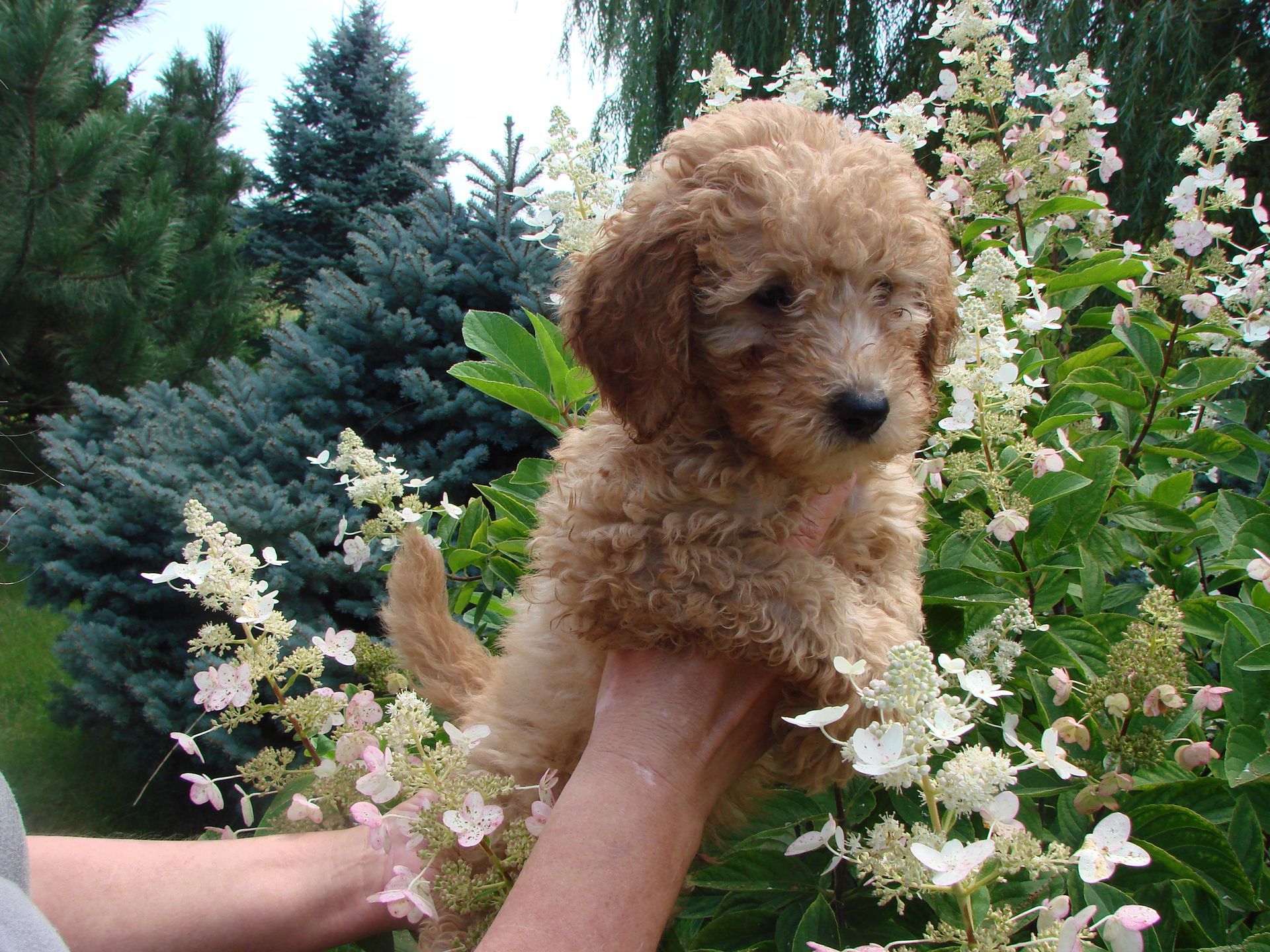 A person is holding a puppy in front of flowers