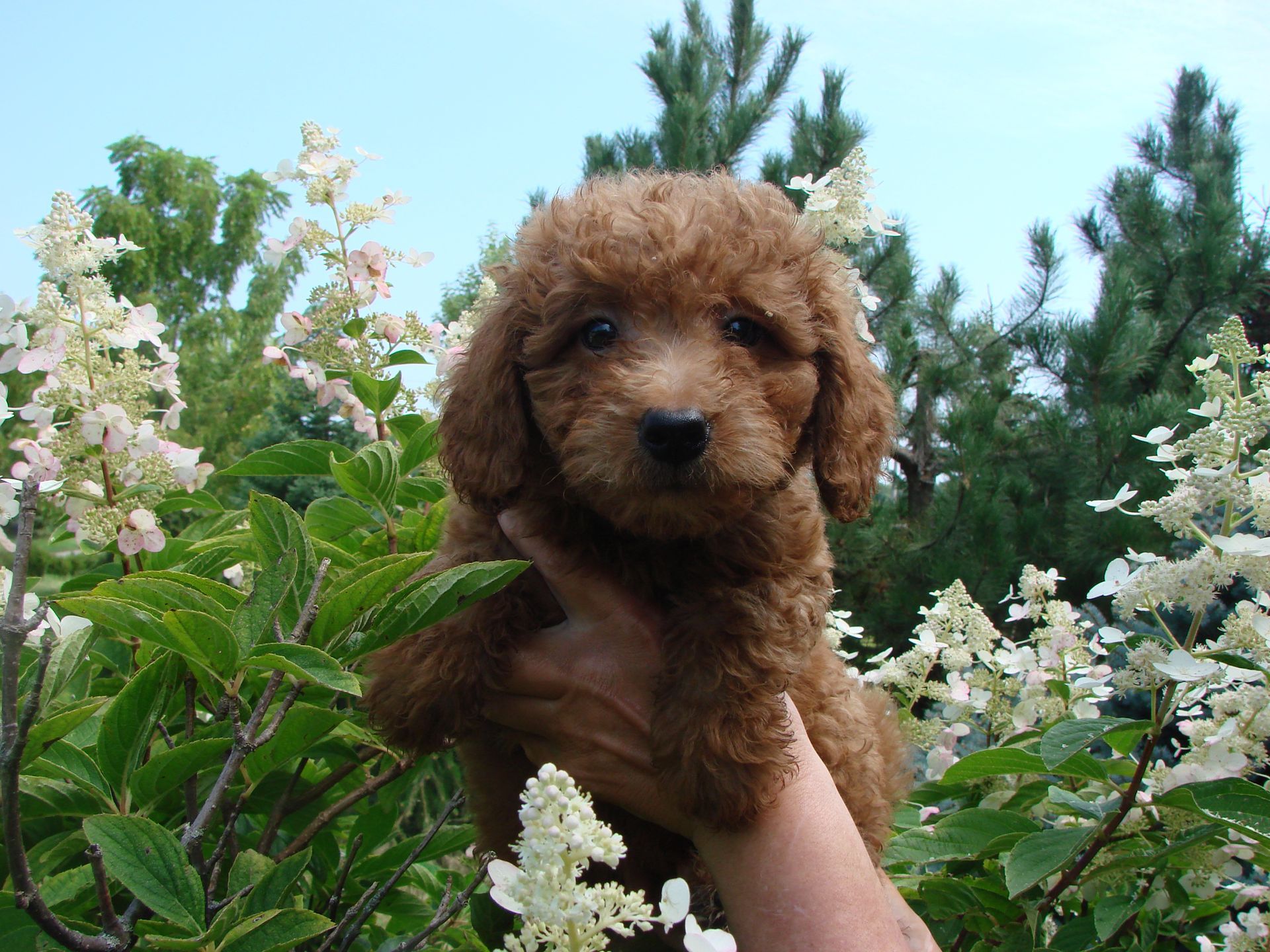 A person is holding a small brown poodle in front of flowers.