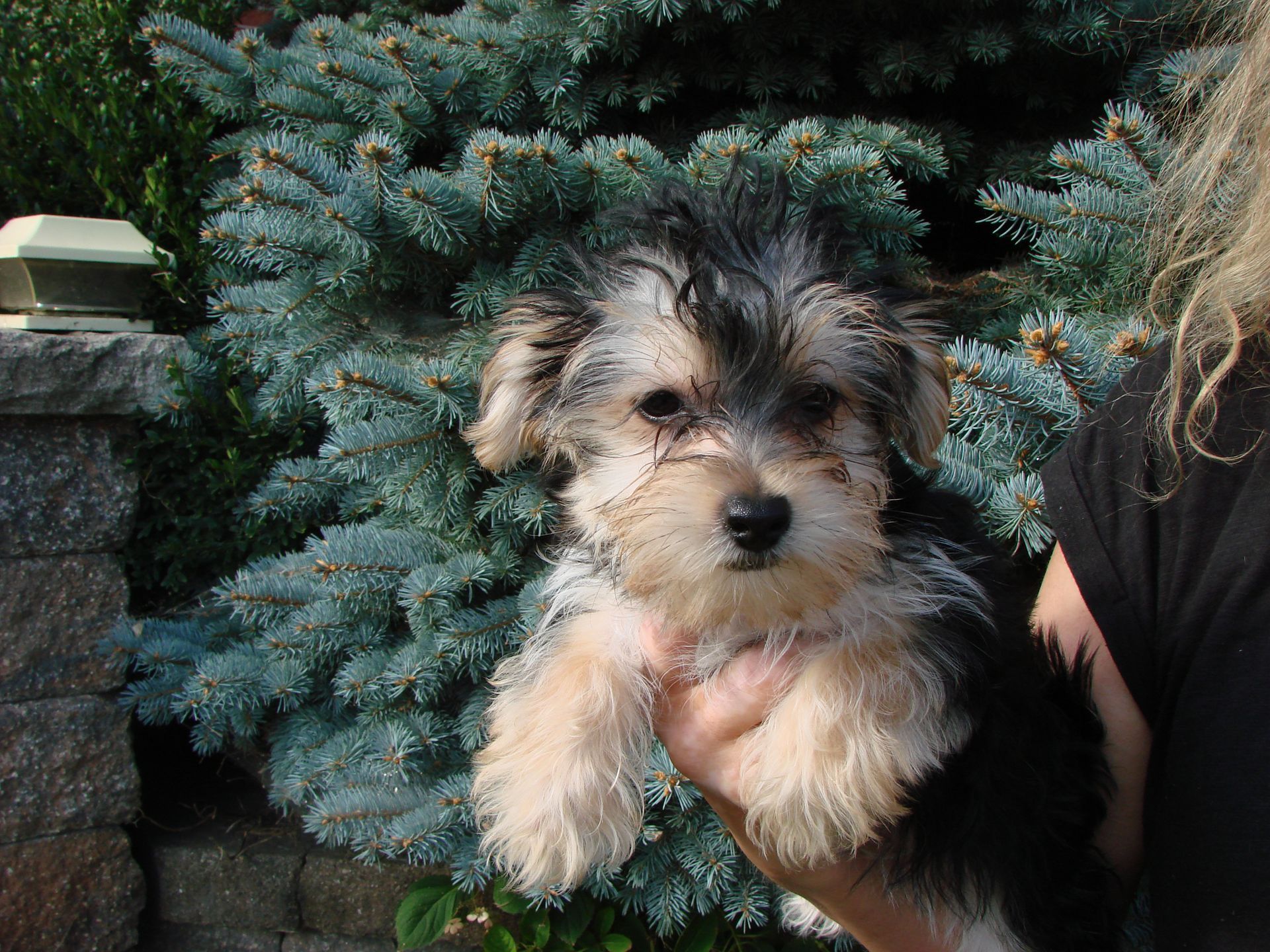 A person is holding a small dog in front of a tree