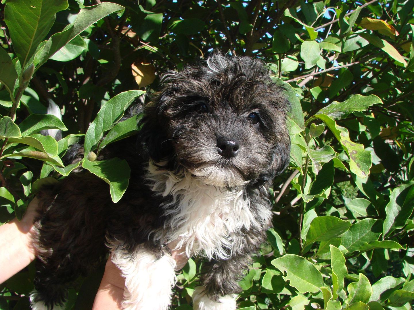 A small black and white puppy is being held by a person