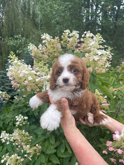 Dog Breeder | Hampshire, IL | 847-387-0994