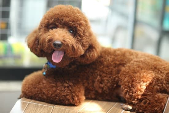 A brown poodle is laying on a wooden table with its tongue hanging out.
